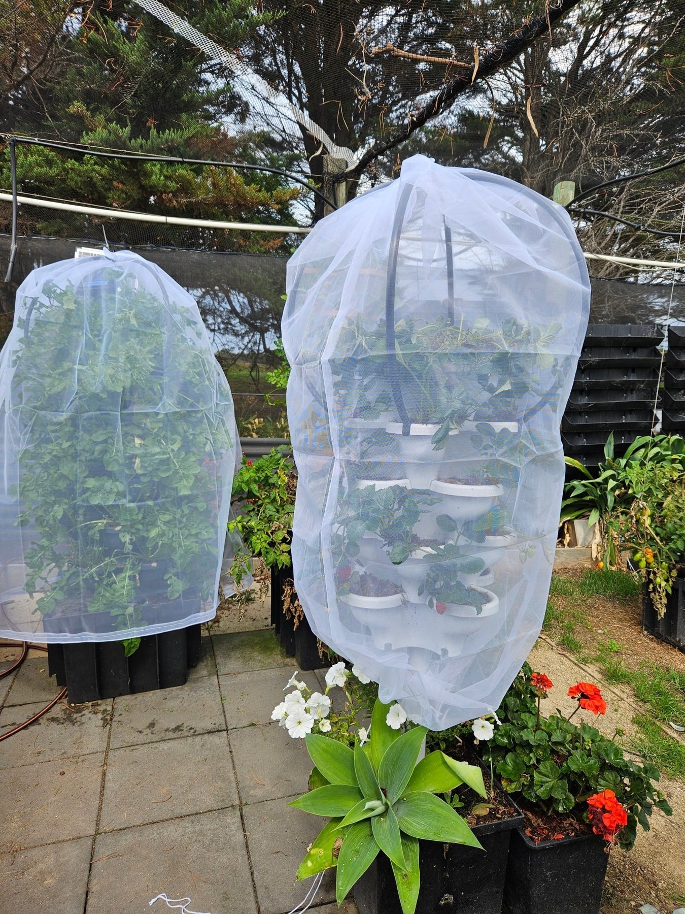 Verandah Planter Netting System