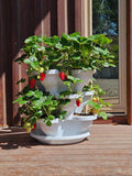 3 Tier Extra Large Verandah Planter - Wattle & Wick