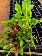Strawberry & Lettuce Seedling Bundle