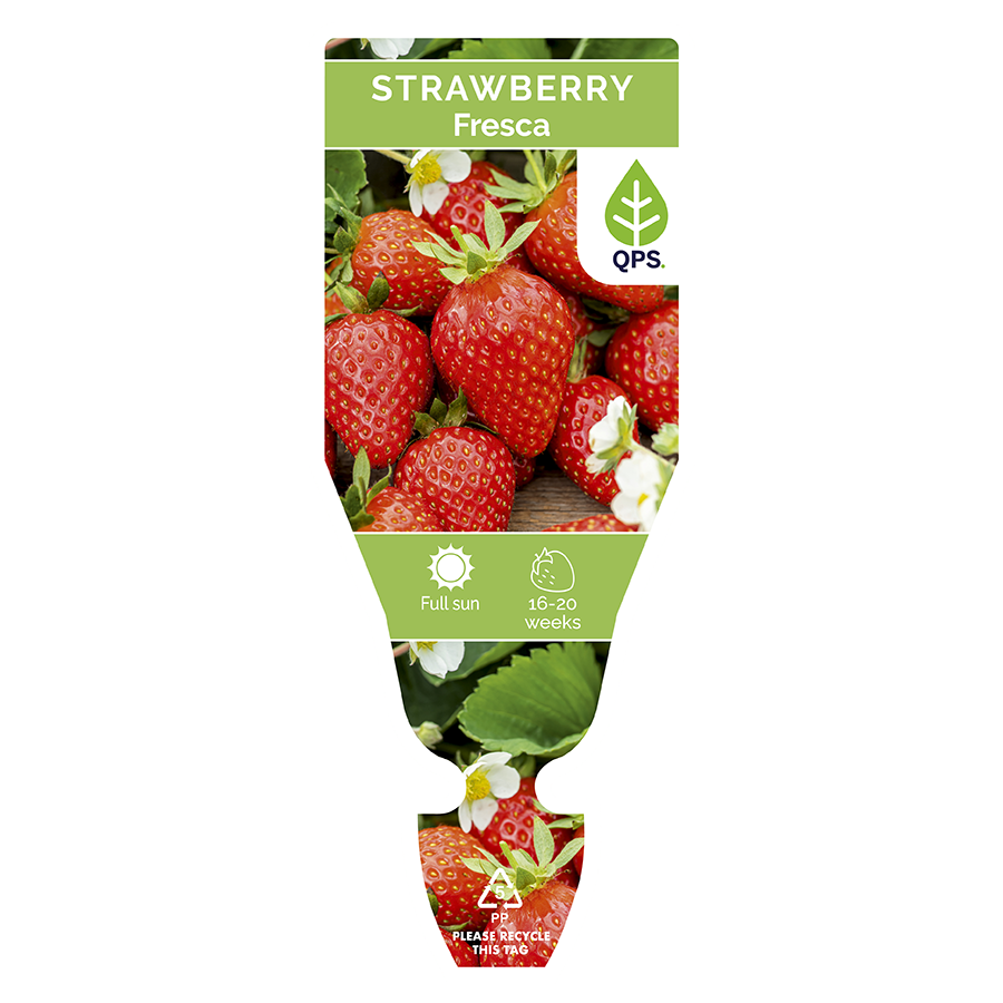 Strawberry Seedling Bundle