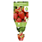 Strawberry Seedling Bundle