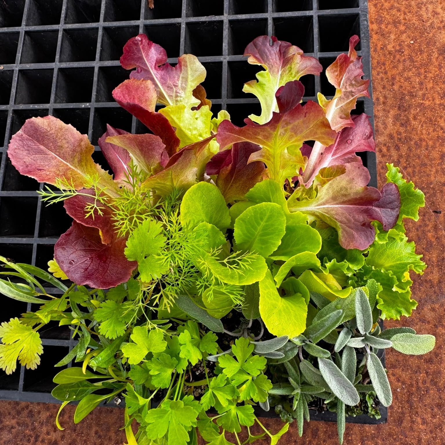 Herbs & Mixed Lettuce Seedling Bundle - Wattle & Wick
