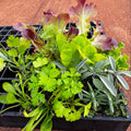Herbs & Mixed Lettuce Seedling Bundle - Wattle & Wick