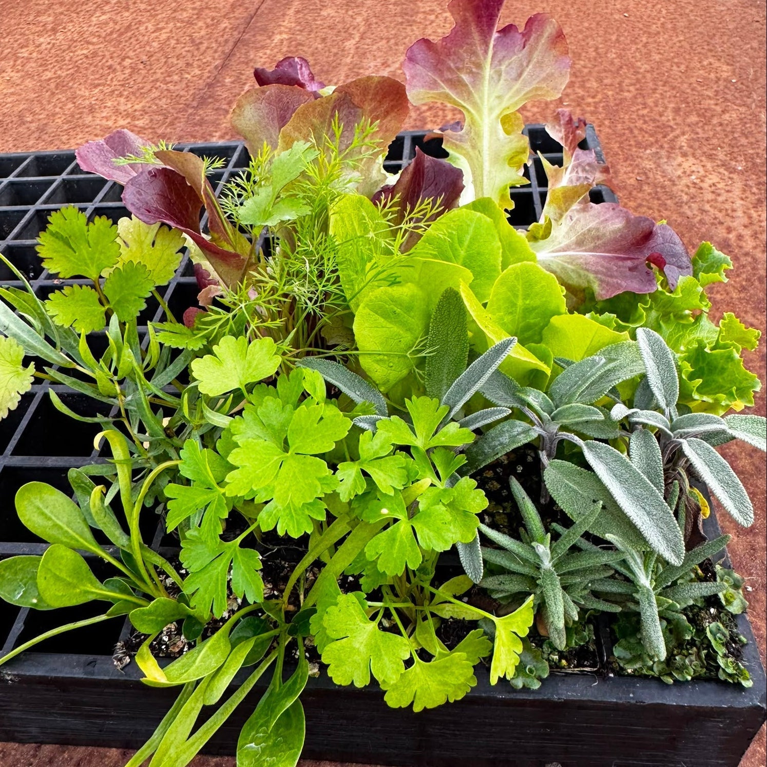 Herbs & Mixed Lettuce Seedling Bundle - Wattle & Wick