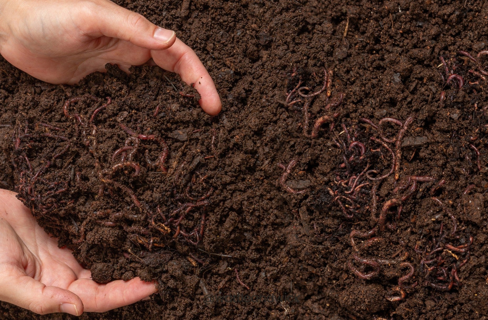 Live Composting Worms Starter Kit (400 Pack) - Wattle & Wick