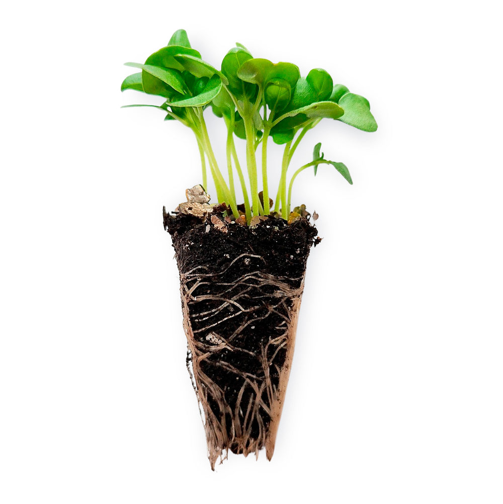 Herbs & Mixed Lettuce Seedling Bundle