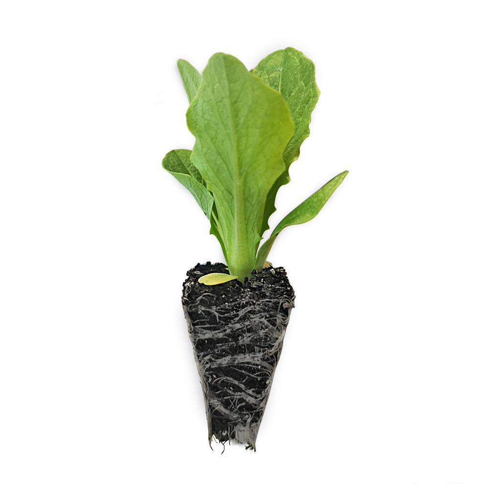 Strawberry & Lettuce Seedling Bundle
