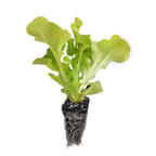 Strawberry & Lettuce Seedling Bundle