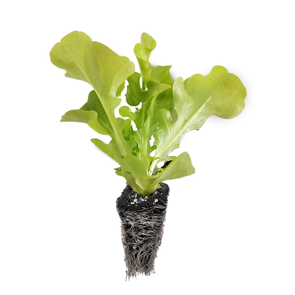 Strawberry & Lettuce Seedling Bundle