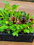 Strawberry & Lettuce Seedling Bundle