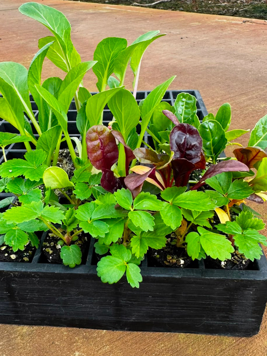 Strawberry & Lettuce Seedling Bundle