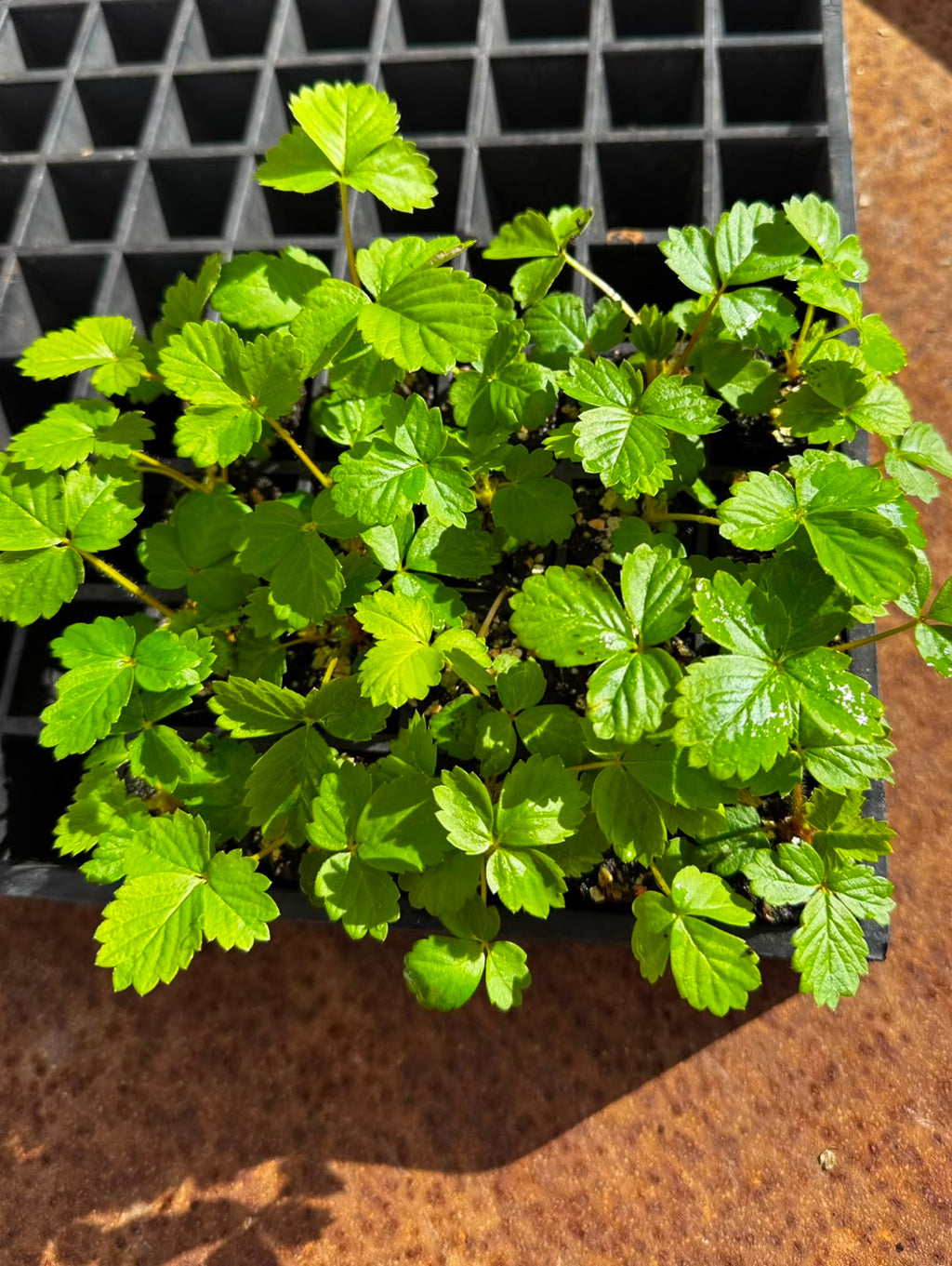 Strawberry Seedling Bundle