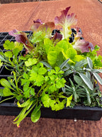 Herbs & Mixed Lettuce Seedling Bundle