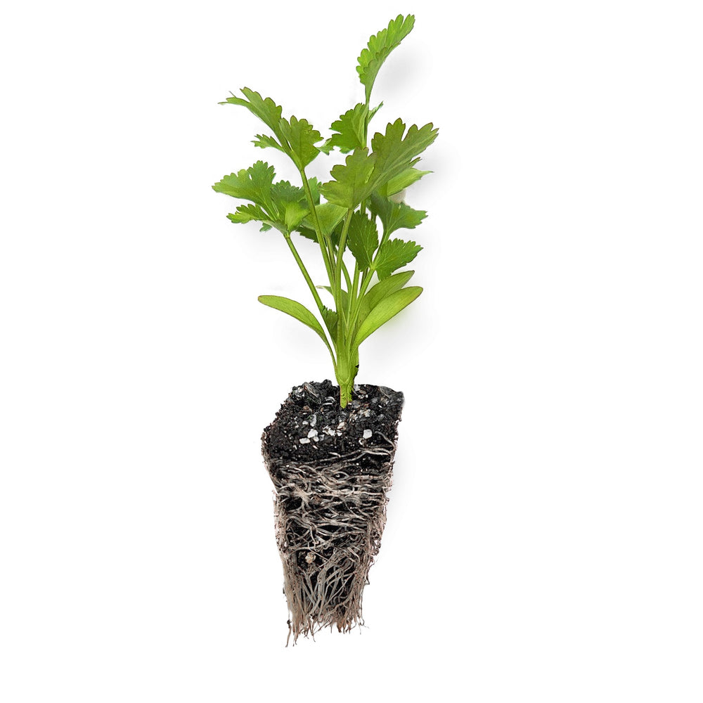 Herbs & Mixed Lettuce Seedling Bundle