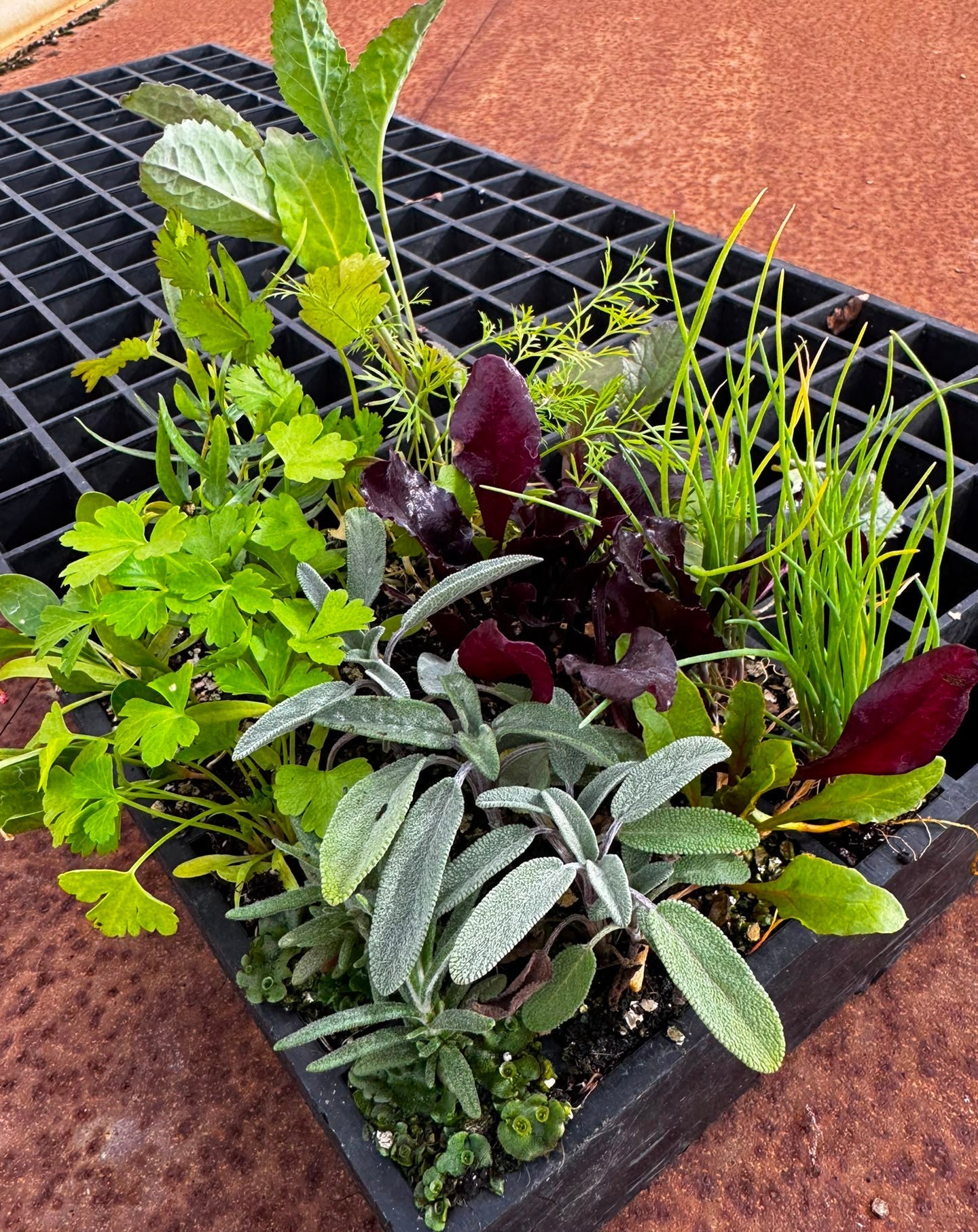 Seasonal Vegetables (Autumn/Winter) Seedling Bundle - Wattle & Wick