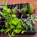 Seasonal Vegetables (Autumn/Winter) Seedling Bundle - Wattle & Wick