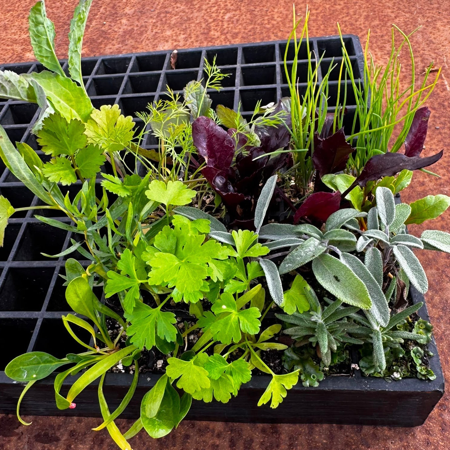 Seasonal Vegetables (Autumn/Winter) Seedling Bundle - Wattle & Wick