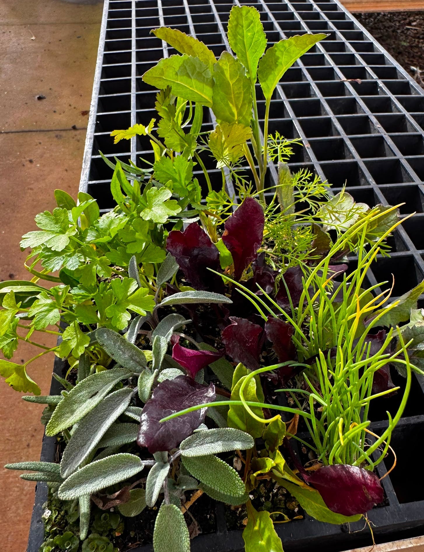 Seasonal Vegetables (Autumn/Winter) Seedling Bundle - Wattle & Wick