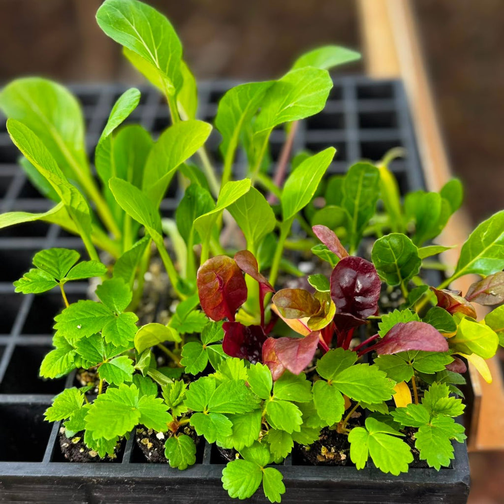 Strawberry & Lettuce Seedling Bundle - Wattle & Wick