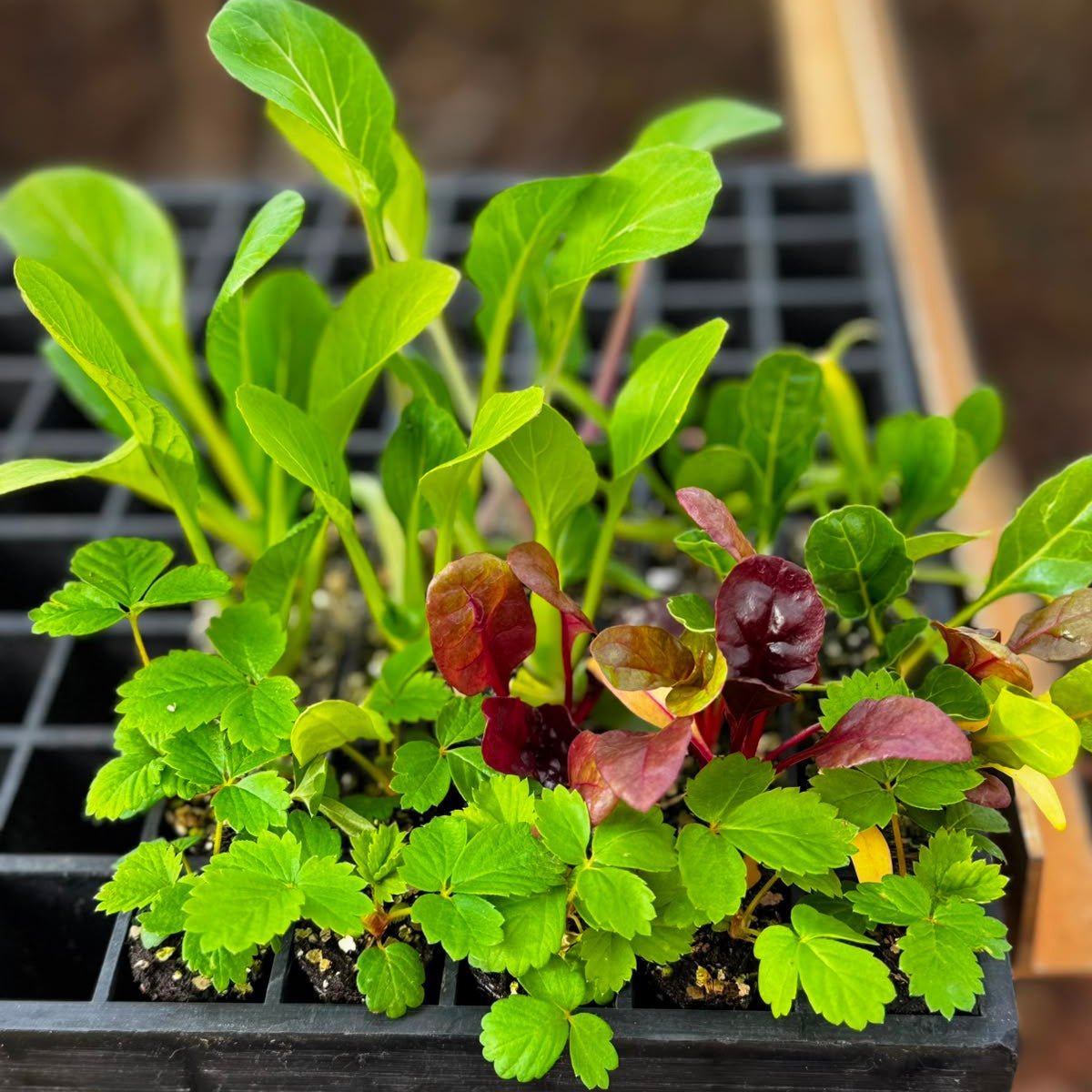 Strawberry & Lettuce Seedling Bundle - Wattle & Wick