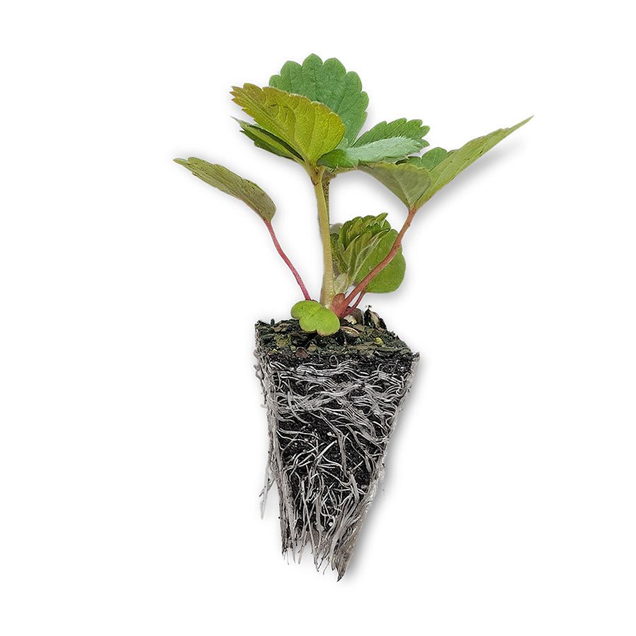 Strawberry & Lettuce Seedling Bundle - Wattle & Wick