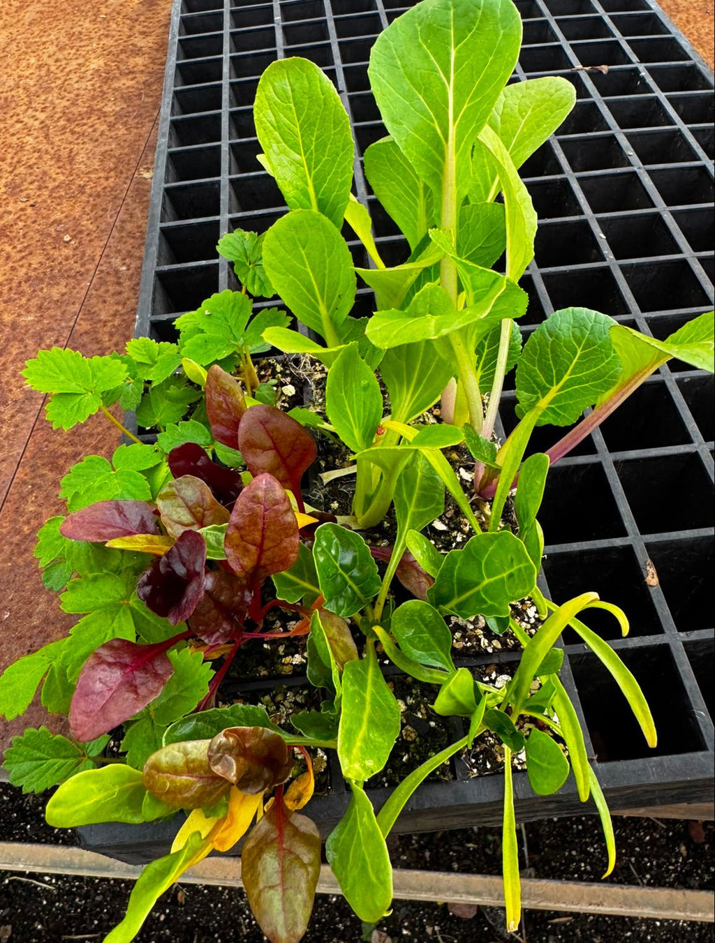 Strawberry & Lettuce Seedling Bundle - Wattle & Wick
