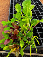 Strawberry & Lettuce Seedling Bundle - Wattle & Wick