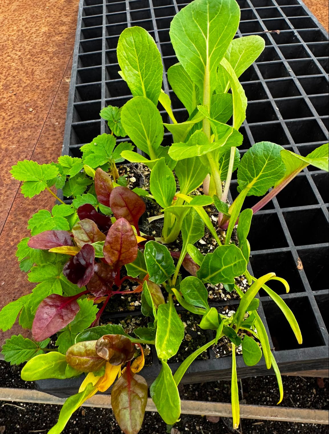 Strawberry & Lettuce Seedling Bundle - Wattle & Wick