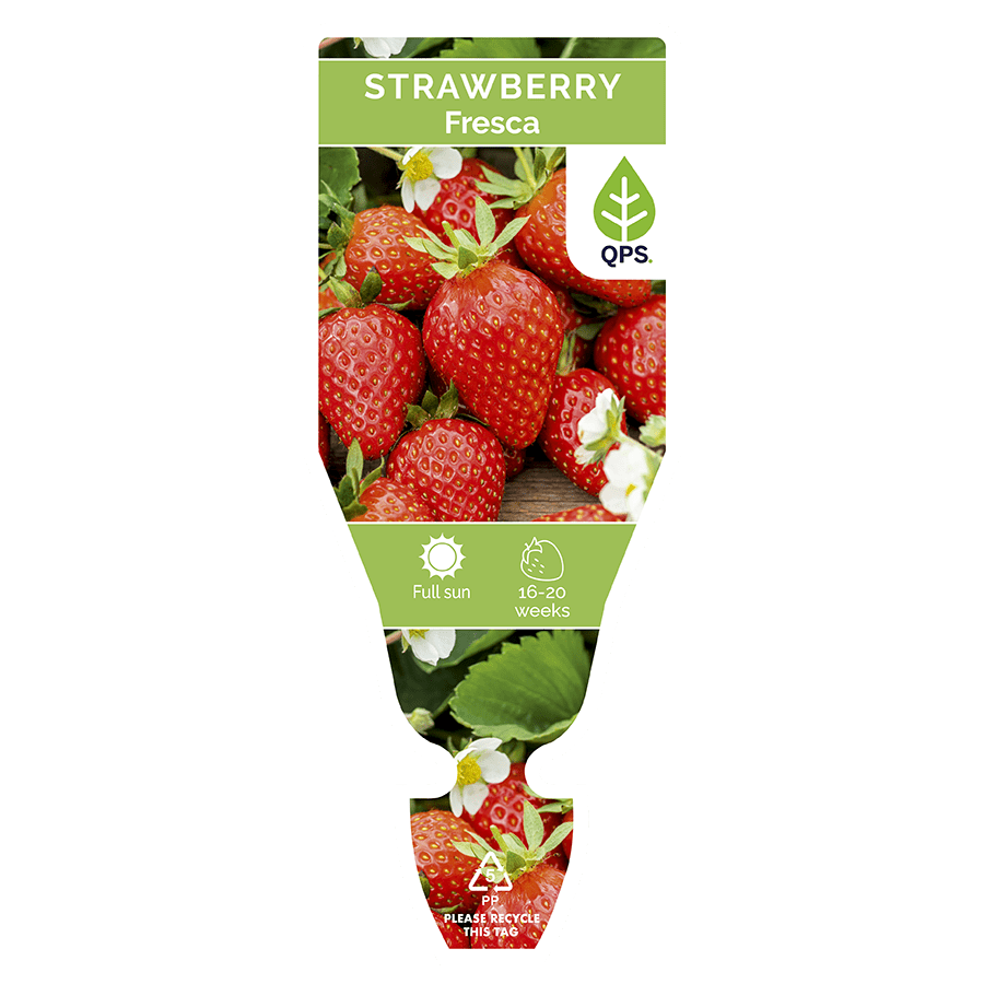 Strawberry & Lettuce Seedling Bundle - Wattle & Wick