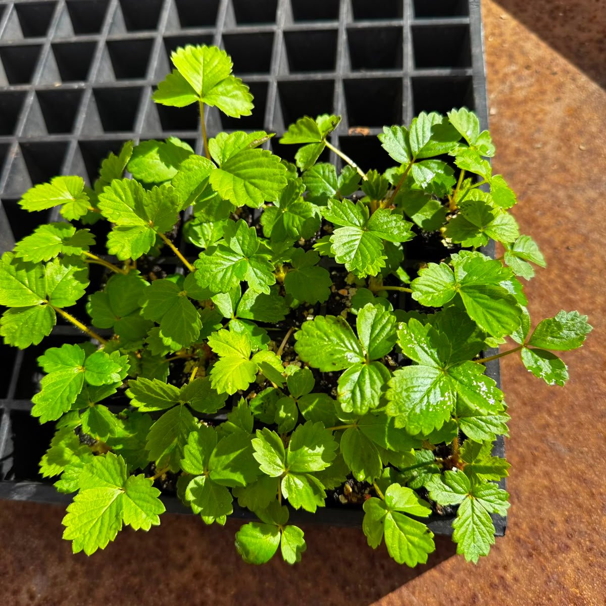 Strawberry Seedling Bundle - Wattle & Wick