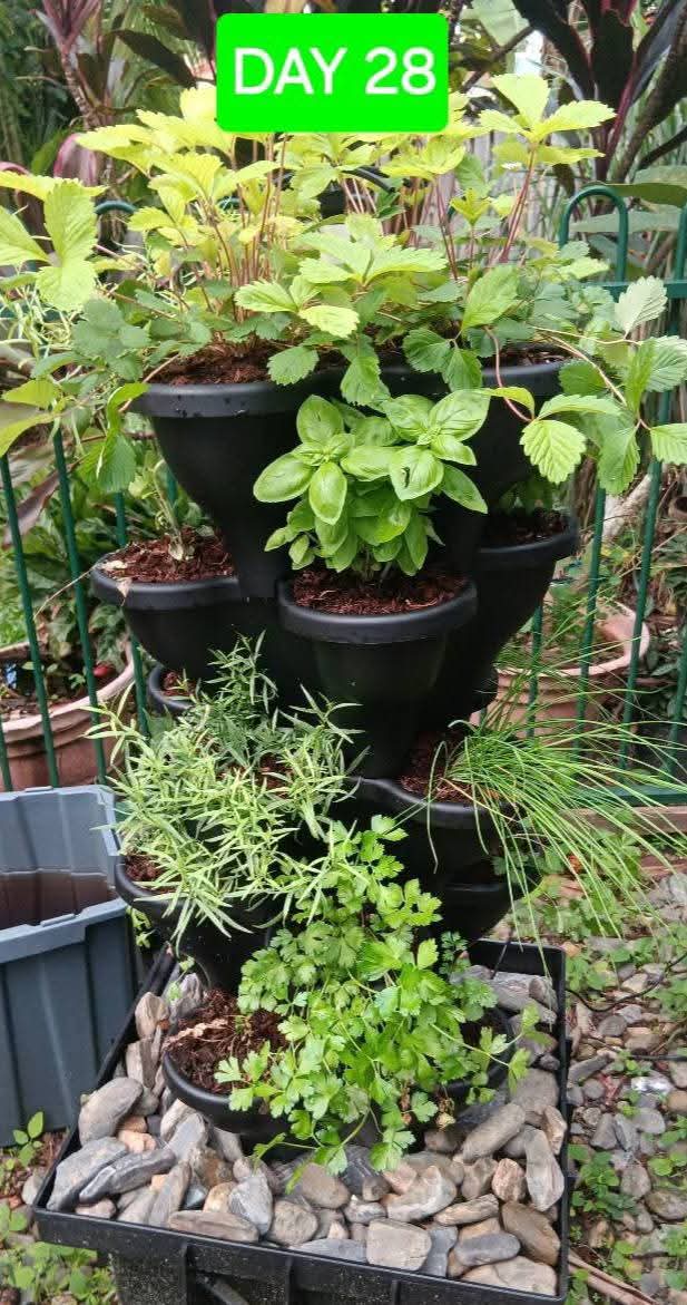 Triple Solar Eco Farm 5 Tier Extra Large 47.5cm Planters - Wattle & Wick