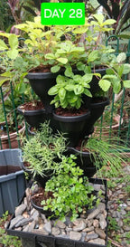 Triple Solar Eco Farm 5 Tier Extra Large 47.5cm Planters - Wattle & Wick