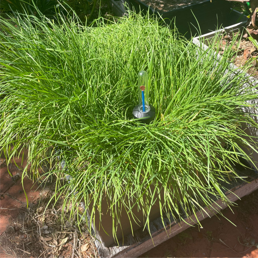 WaterUps Reservoir Level Indicator - Wattle & Wick