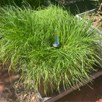 WaterUps Reservoir Level Indicator - Wattle & Wick