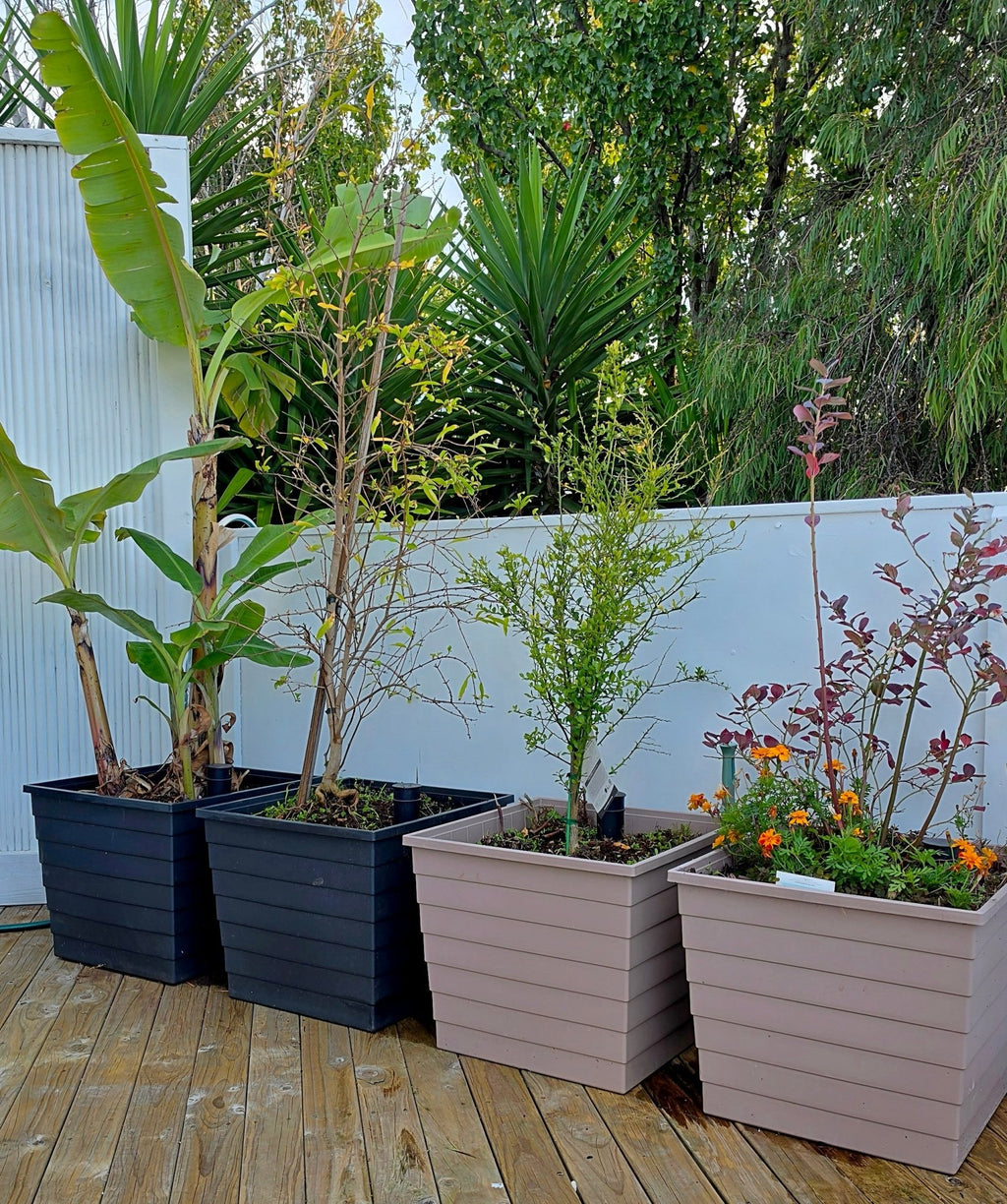 WaterUps Square Planter - Wattle & Wick